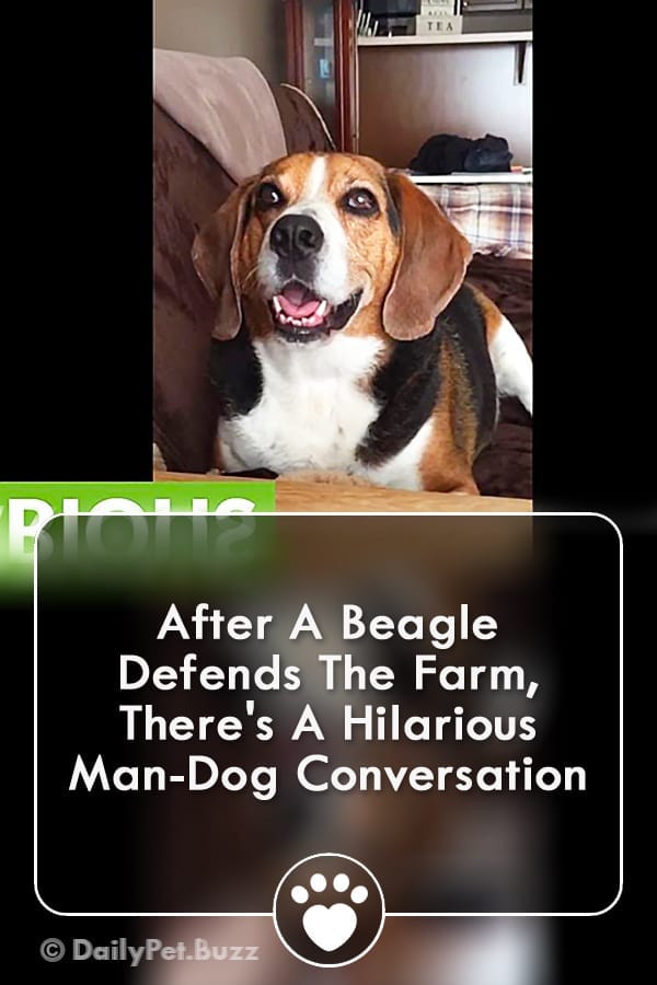After A Beagle Defends The Farm, There\'s A Hilarious Man-Dog Conversation