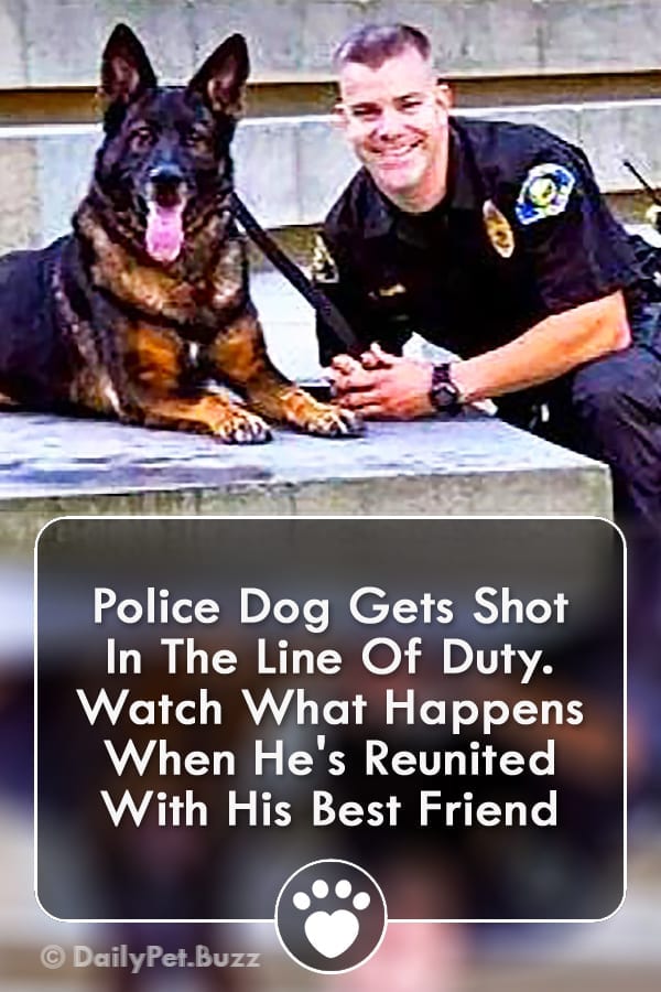 Police Dog Gets Shot In The Line Of Duty. Watch What Happens When He\'s Reunited With His Best Friend