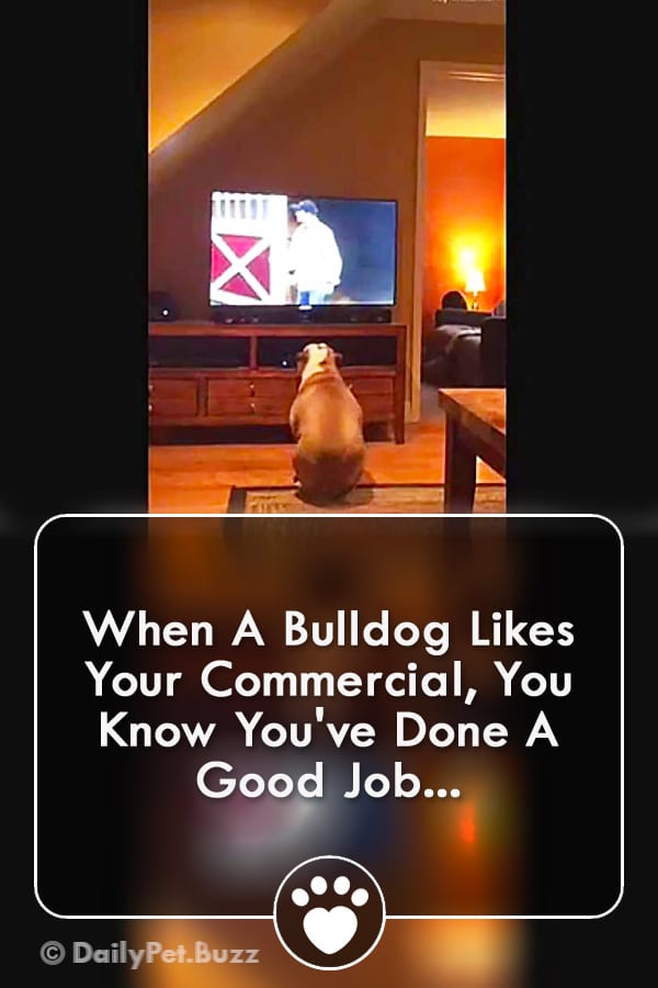 When A Bulldog Likes Your Commercial, You Know You\'ve Done A Good Job...