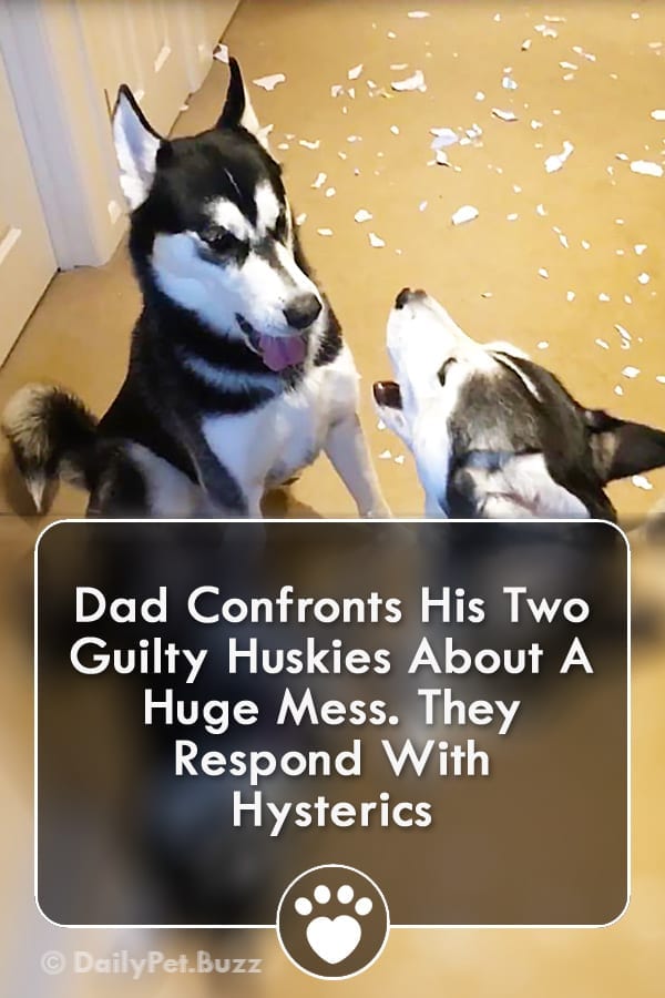 Dad Confronts His Two Guilty Huskies About A Huge Mess. They Respond With Hysterics