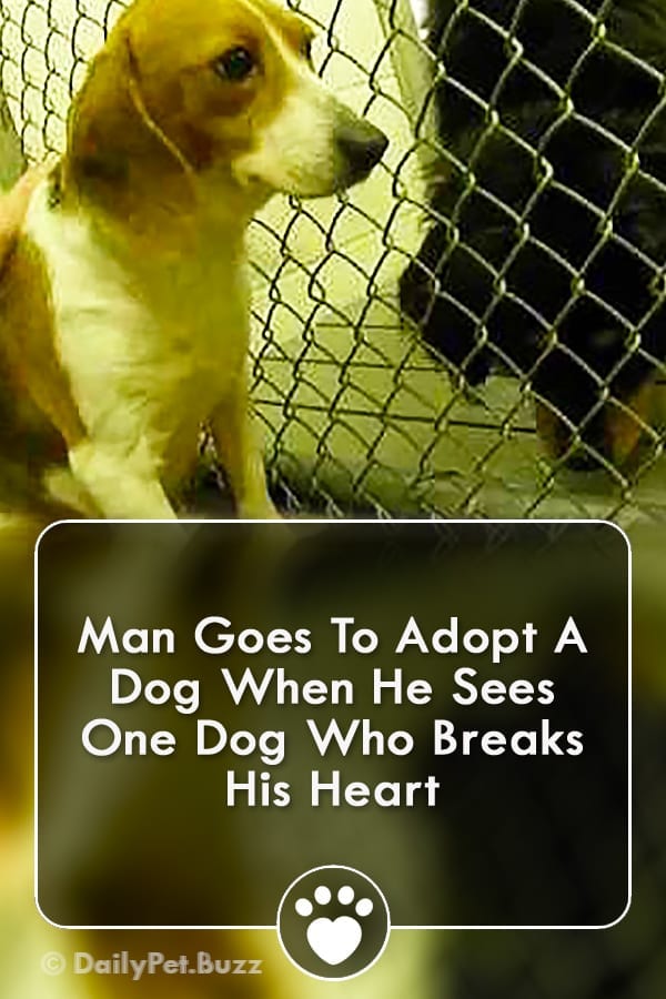Man Goes To Adopt A Dog When He Sees One Dog Who Breaks His Heart