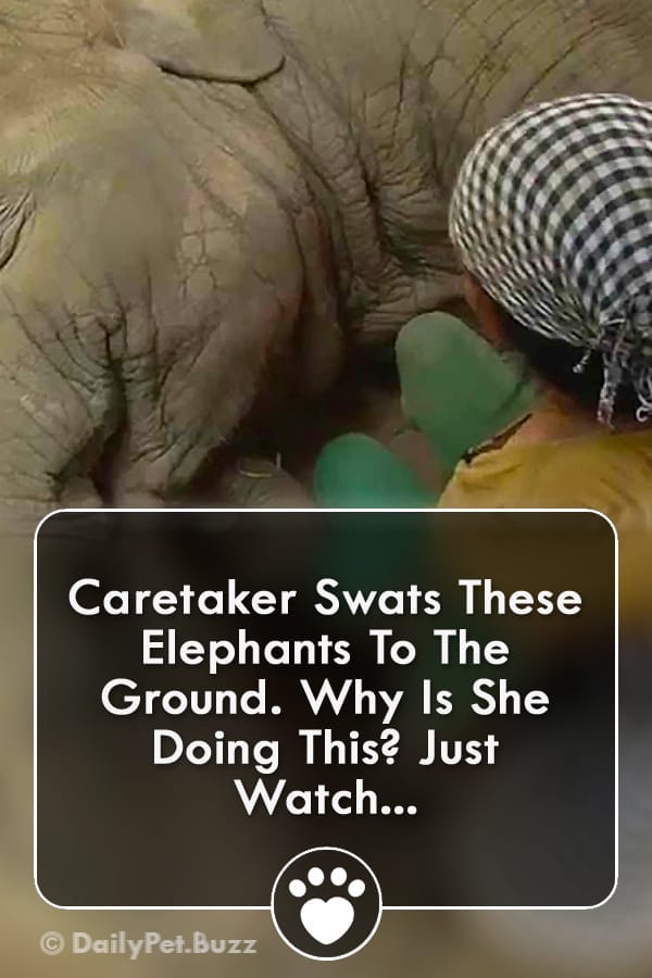 Caretaker Swats These Elephants To The Ground. Why Is She Doing This? Just Watch...