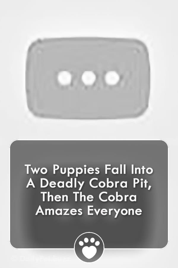 Two Puppies Fall Into A Deadly Cobra Pit, Then The Cobra Amazes Everyone