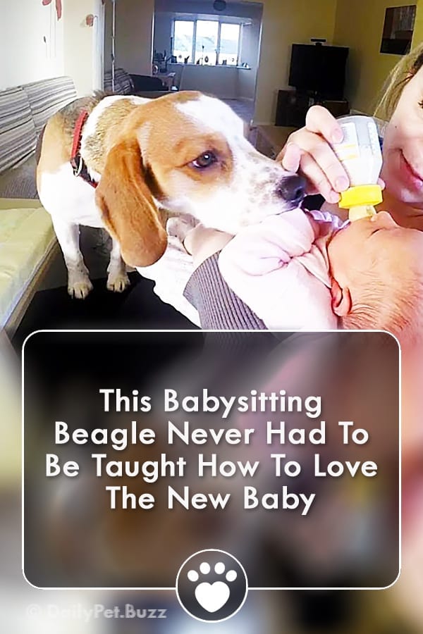 This Babysitting Beagle Never Had To Be Taught How To Love The New Baby