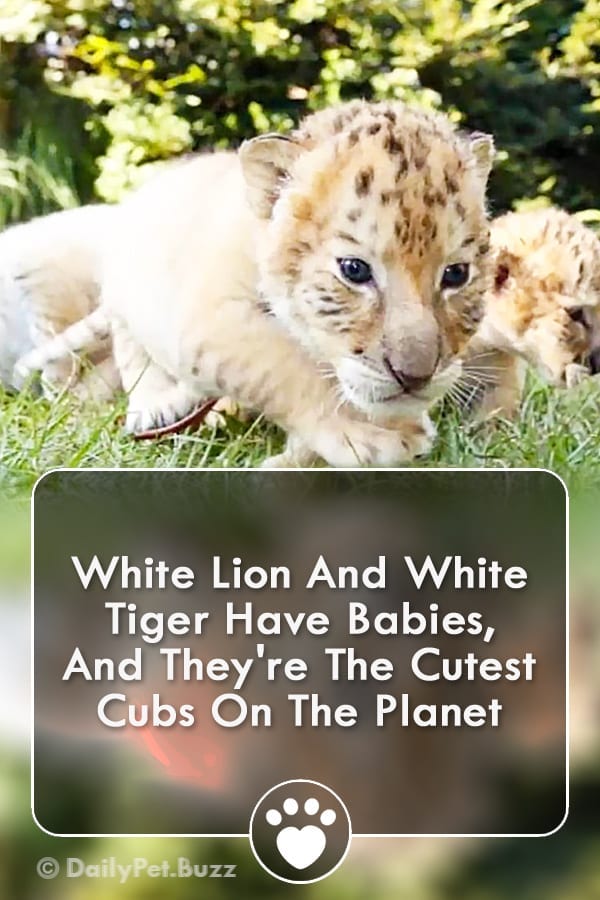 White Lion And White Tiger Have Babies, And They\'re The Cutest Cubs On The Planet