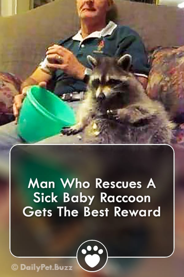 Man Who Rescues A Sick Baby Raccoon Gets The Best Reward
