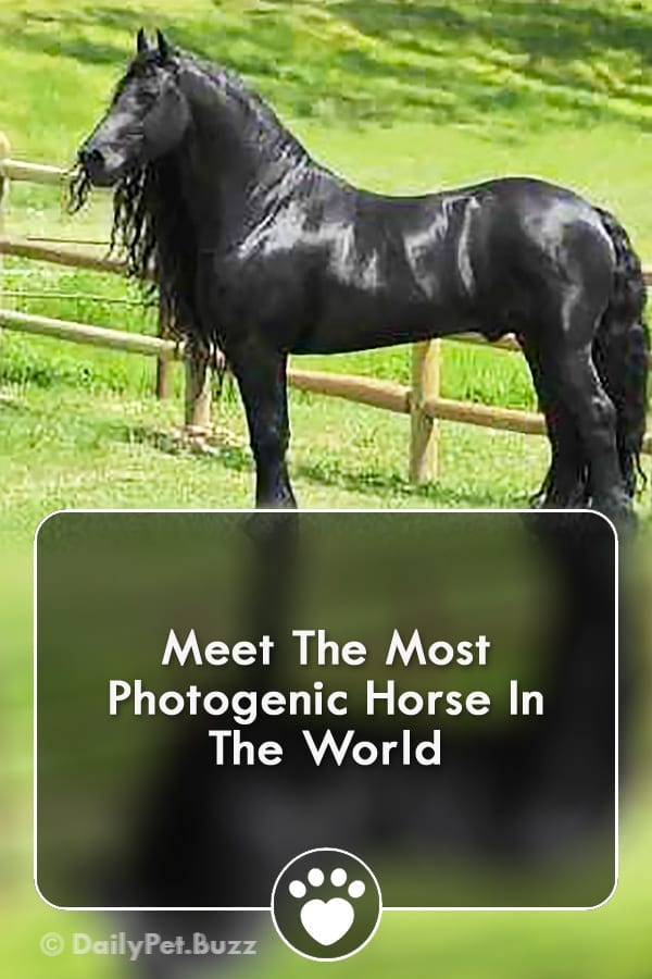 Meet The Most Photogenic Horse In The World