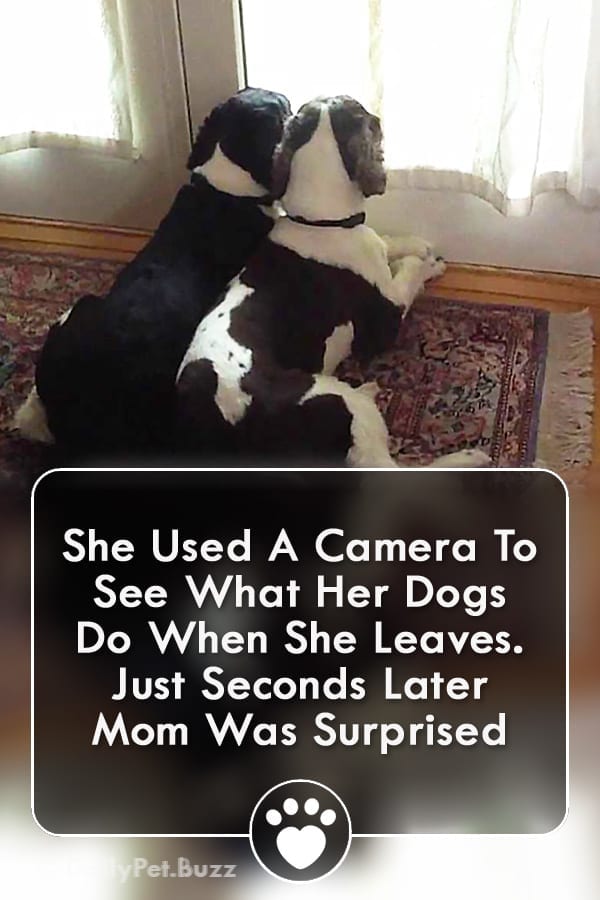 She Used A Camera To See What Her Dogs Do When She Leaves. Just Seconds Later Mom Was Surprised