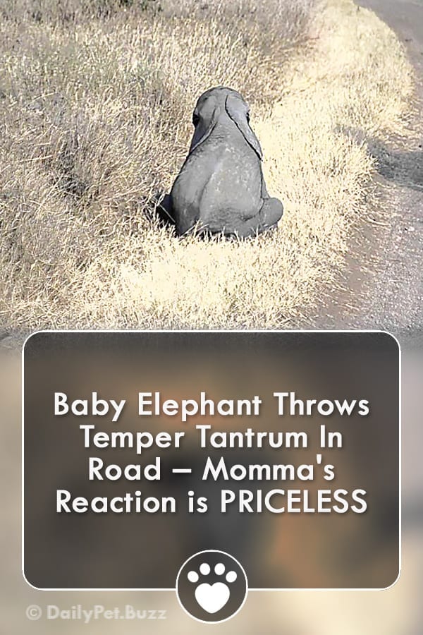 Baby Elephant Throws Temper Tantrum In Road – Momma\'s Reaction is PRICELESS