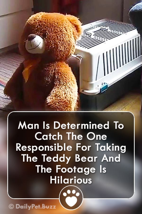 Man Is Determined To Catch The One Responsible For Taking The Teddy Bear And The Footage Is Hilarious