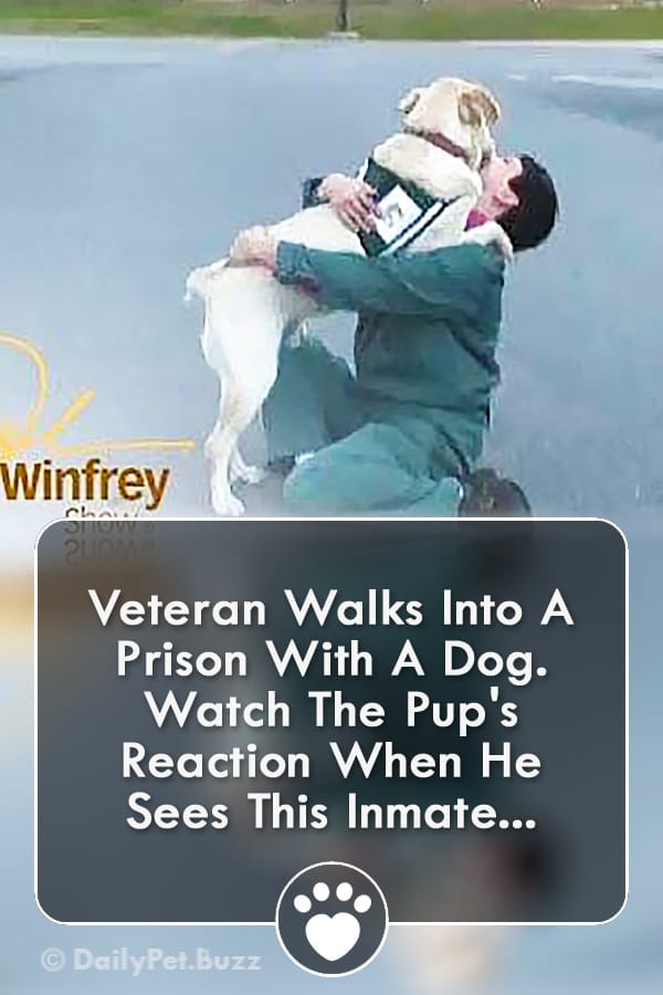 Veteran Walks Into A Prison With A Dog. Watch The Pup\'s Reaction When He Sees This Inmate...