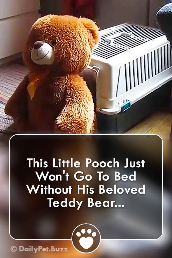 This Little Pooch Just Won\'t Go To Bed Without His Beloved Teddy Bear...