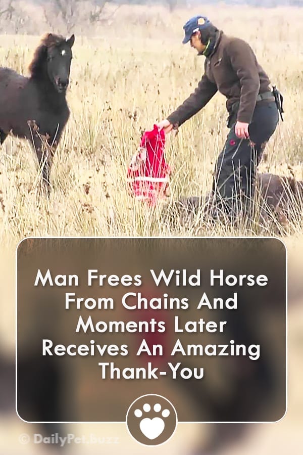 Man Frees Wild Horse From Chains And Moments Later Receives An Amazing Thank-You