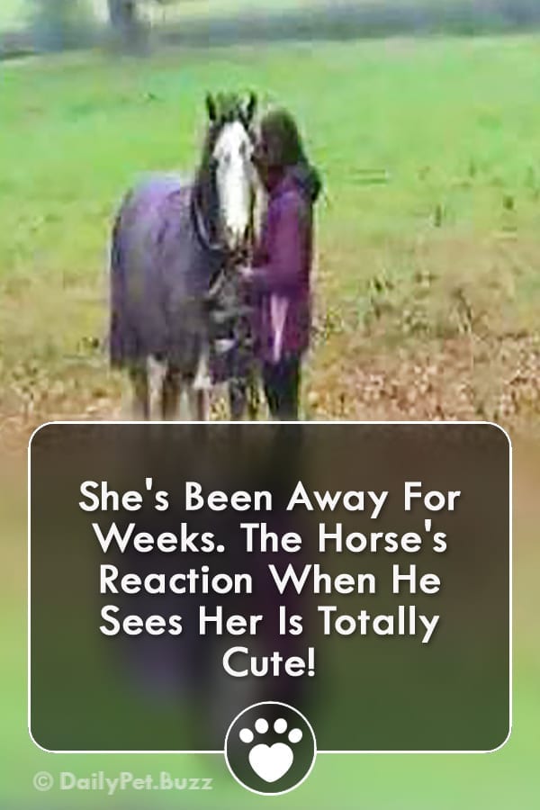 She\'s Been Away For Weeks. The Horse\'s Reaction When He Sees Her Is Totally Cute!