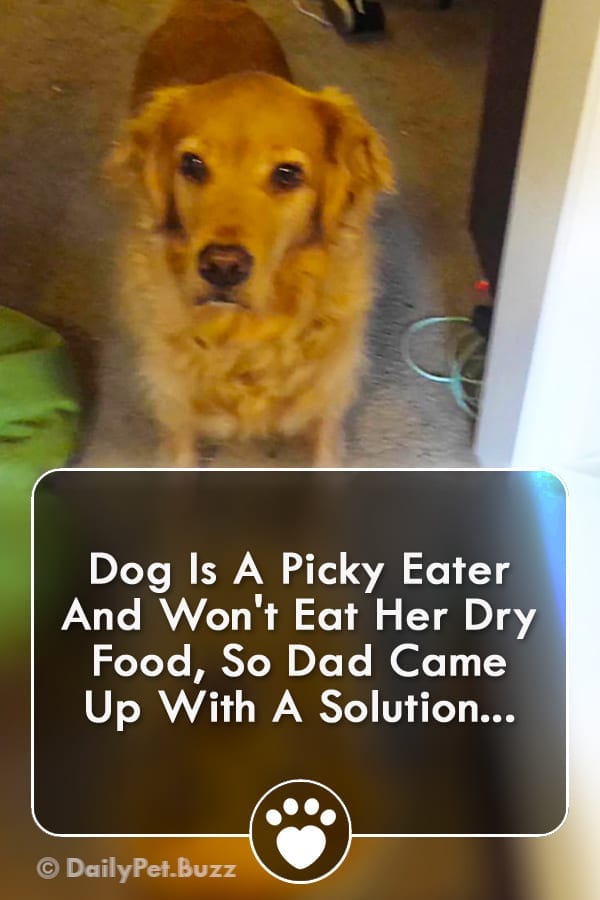 Dog Is A Picky Eater And Won\'t Eat Her Dry Food, So Dad Came Up With A Solution...