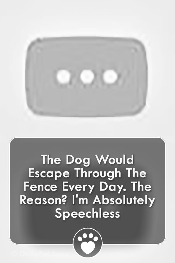 The Dog Would Escape Through The Fence Every Day. The Reason? I\'m Absolutely Speechless