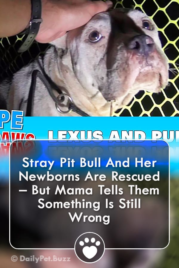 Stray Pit Bull And Her Newborns Are Rescued – But Mama Tells Them Something Is Still Wrong
