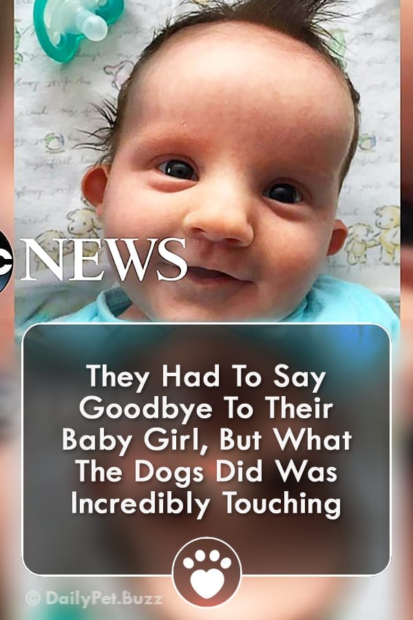 They Had To Say Goodbye To Their Baby Girl, But What The Dogs Did Was Incredibly Touching