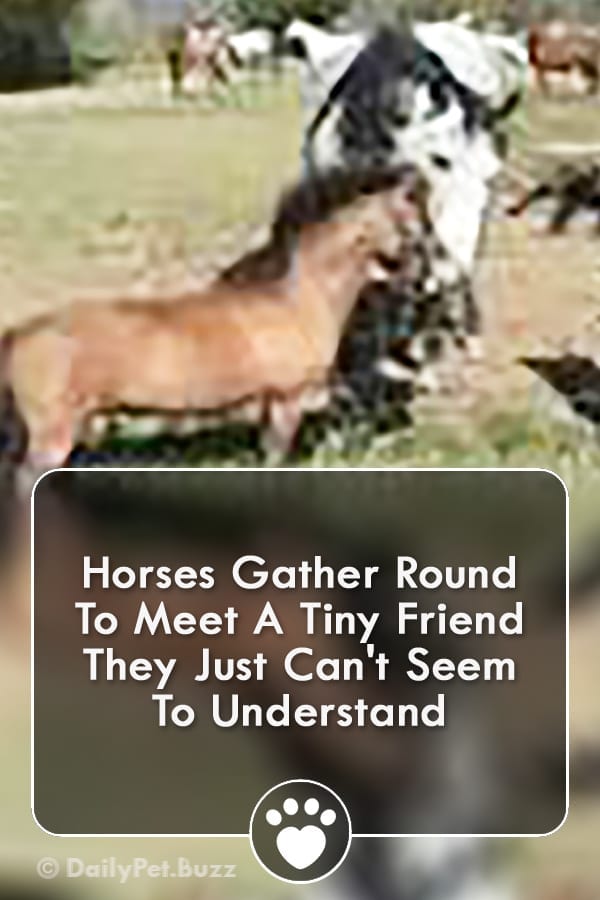 Horses Gather Round To Meet A Tiny Friend They Just Can\'t Seem To Understand