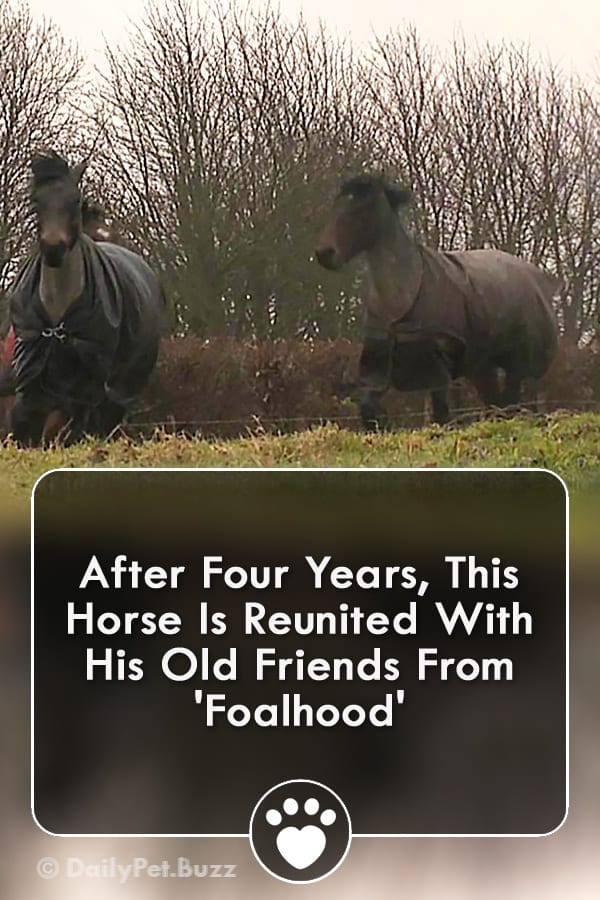 After Four Years, This Horse Is Reunited With His Old Friends From \'Foalhood\'