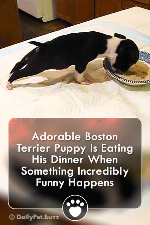 Adorable Boston Terrier Puppy Is Eating His Dinner When Something Incredibly Funny Happens
