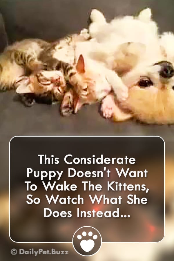 This Considerate Puppy Doesn\'t Want To Wake The Kittens, So Watch What She Does Instead...