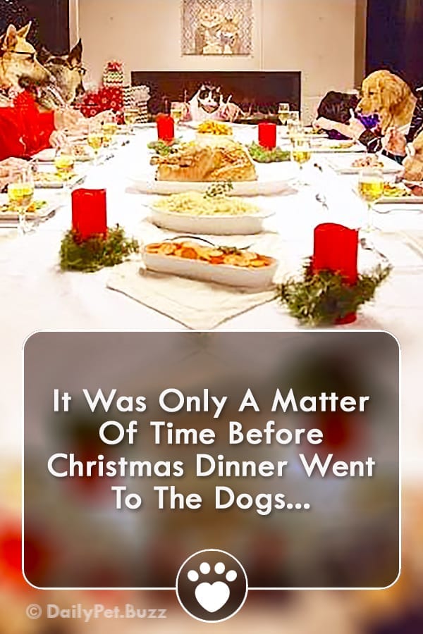 It Was Only A Matter Of Time Before Christmas Dinner Went To The Dogs...