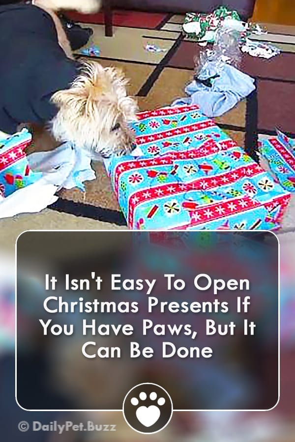It Isn\'t Easy To Open Christmas Presents If You Have Paws, But It Can Be Done
