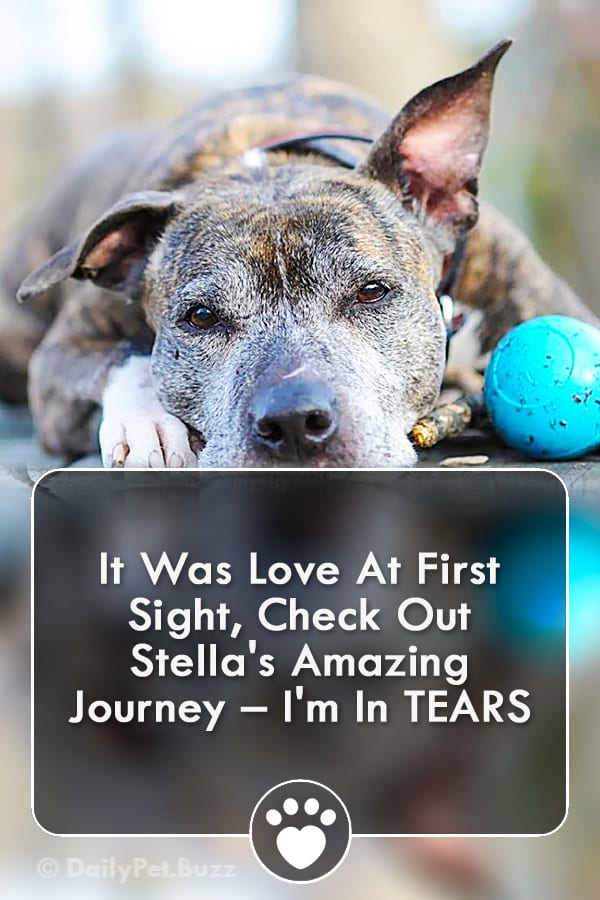 It Was Love At First Sight, Check Out Stella\'s Amazing Journey – I\'m In TEARS