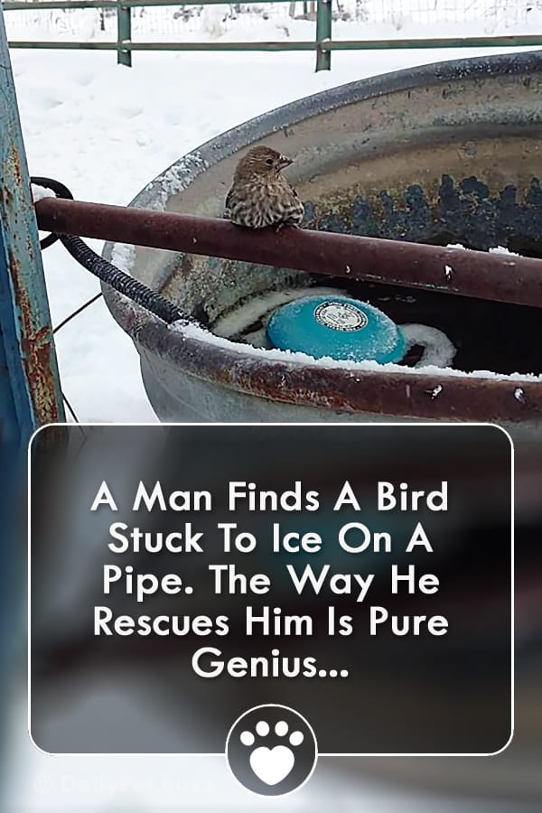 A Man Finds A Bird Stuck To Ice On A Pipe. The Way He Rescues Him Is Pure Genius...