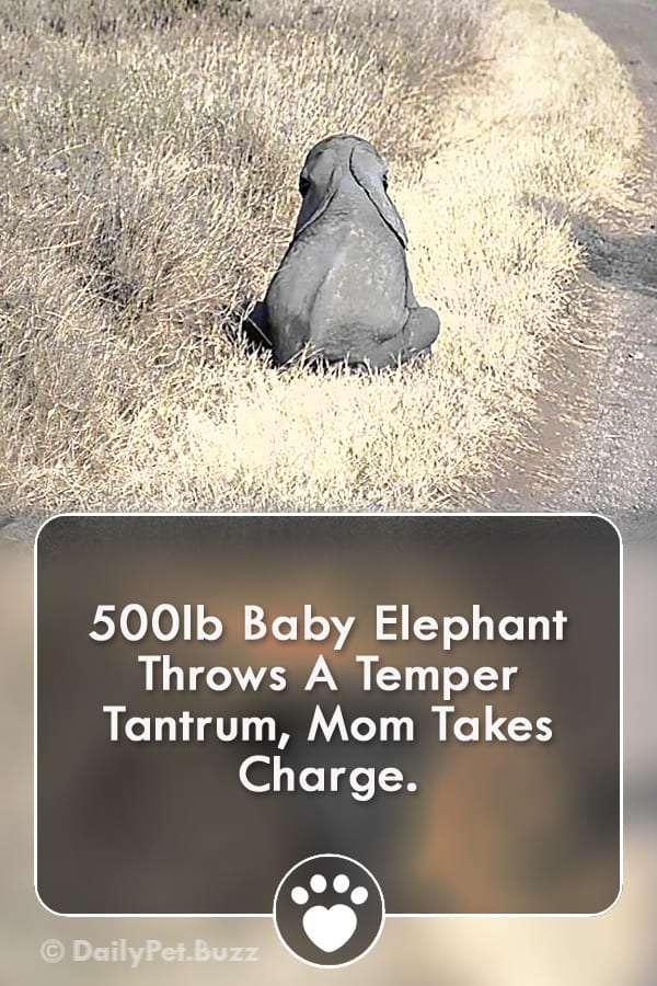 500lb Baby Elephant Throws A Temper Tantrum, Mom Takes Charge.