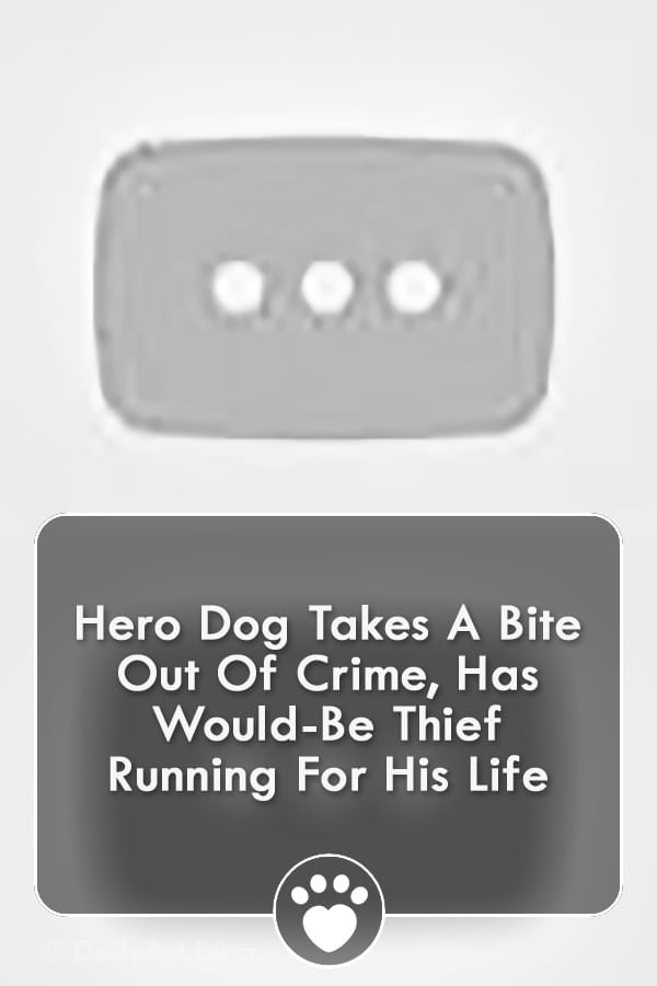 Hero Dog Takes A Bite Out Of Crime, Has Would-Be Thief Running For His Life
