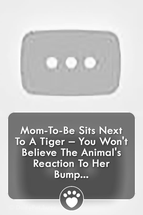Mom-To-Be Sits Next To A Tiger – You Won\'t Believe The Animal\'s Reaction To Her Bump...