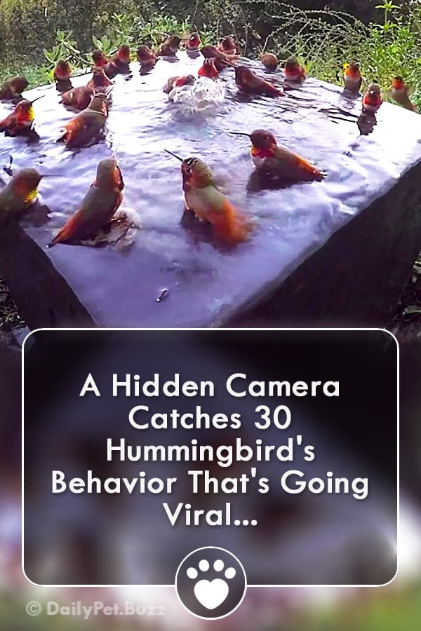 A Hidden Camera Catches 30 Hummingbird\'s Behavior That\'s Going Viral...