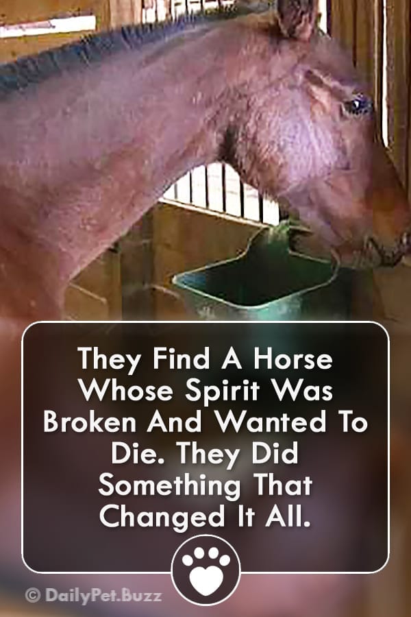 They Find A Horse Whose Spirit Was Broken And Wanted To Die. They Did Something That Changed It All.