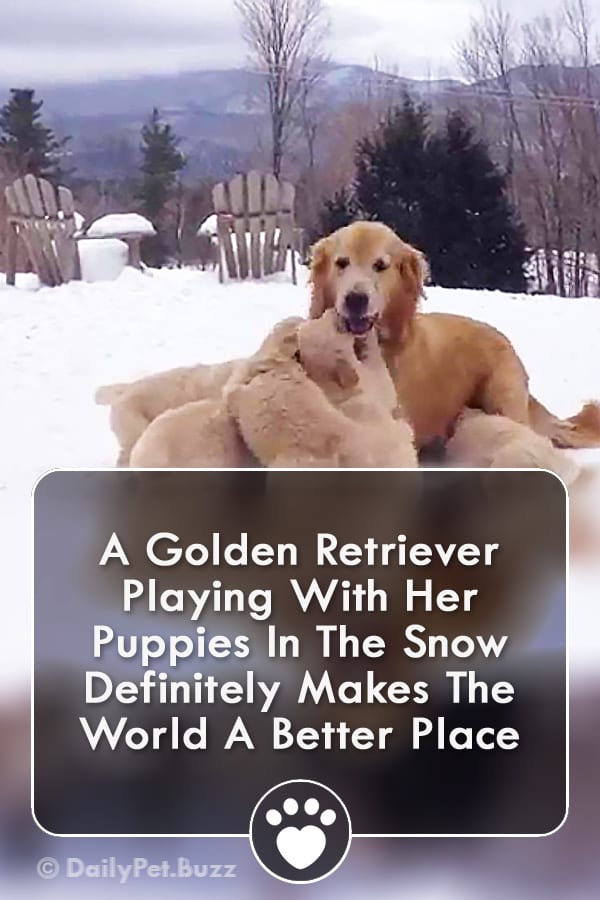 A Golden Retriever Playing With Her Puppies In The Snow Definitely Makes The World A Better Place