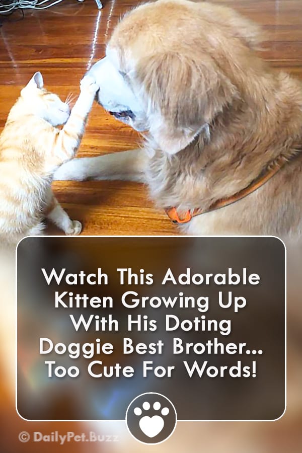 Watch This Adorable Kitten Growing Up With His Doting Doggie Best Brother... Too Cute For Words!