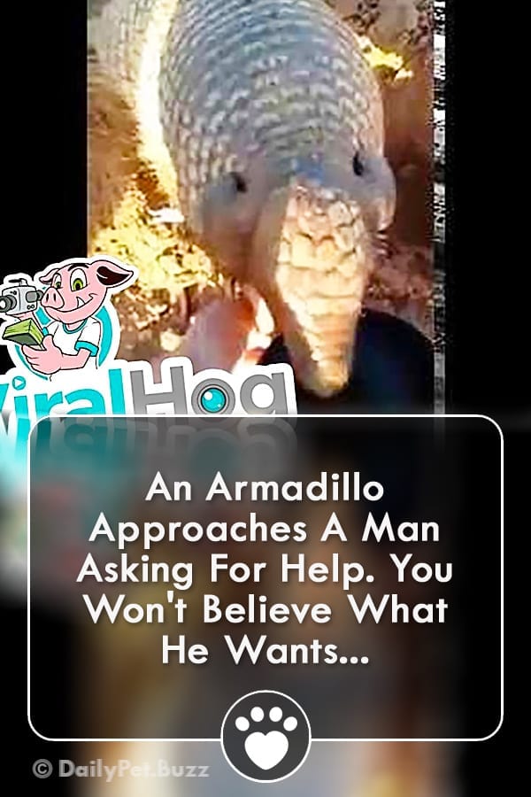 An Armadillo Approaches A Man Asking For Help. You Won\'t Believe What He Wants...