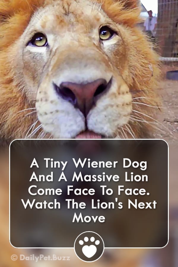 A Tiny Wiener Dog And A Massive Lion Come Face To Face. Watch The Lion\'s Next Move