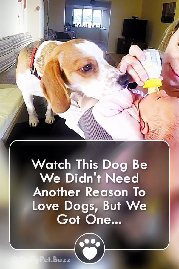 Watch This Dog Be  We Didn\'t Need Another Reason To Love Dogs, But We Got One...