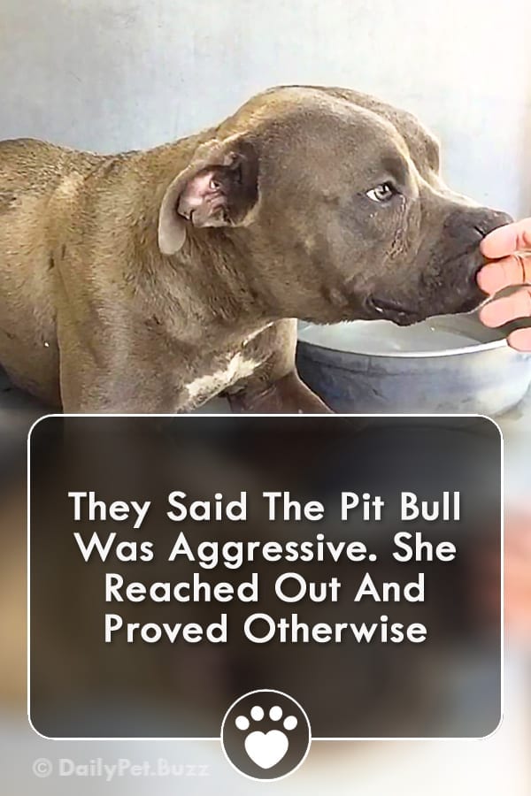 They Said The Pit Bull Was Aggressive. She Reached Out And Proved Otherwise