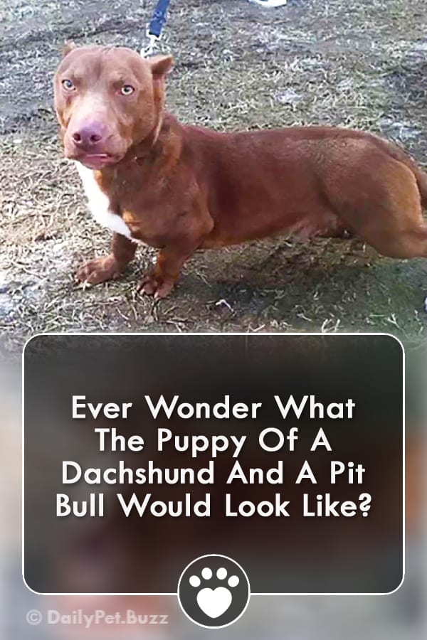 Ever Wonder What The Puppy Of A Dachshund And A Pit Bull Would Look Like?