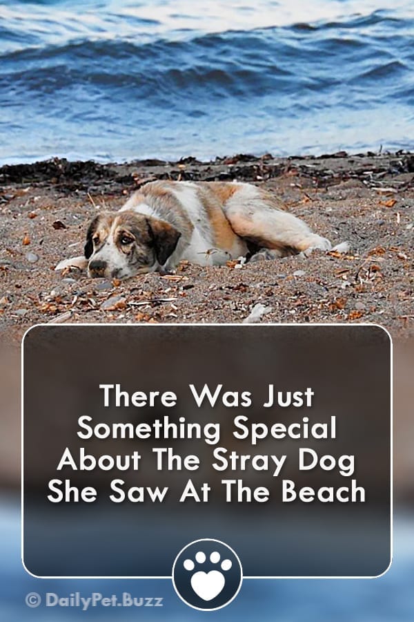 There Was Just Something Special About The Stray Dog She Saw At The Beach