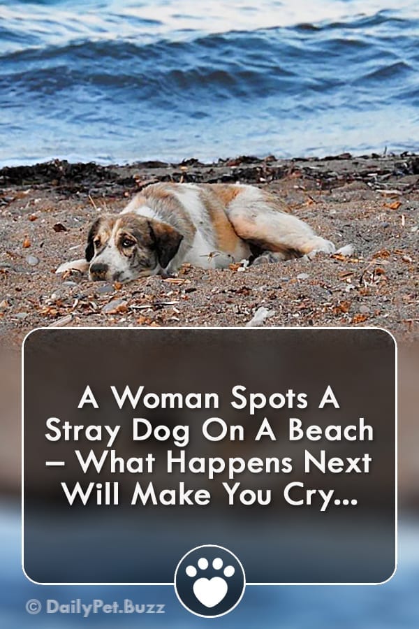 A Woman Spots A Stray Dog On A Beach – What Happens Next Will Make You Cry...