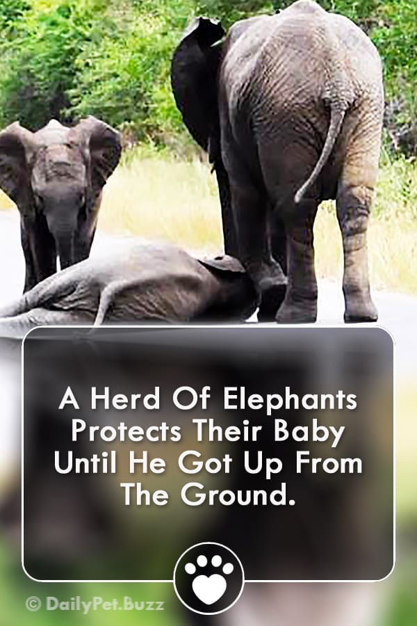 A Herd Of Elephants Protects Their Baby Until He Got Up From The Ground.