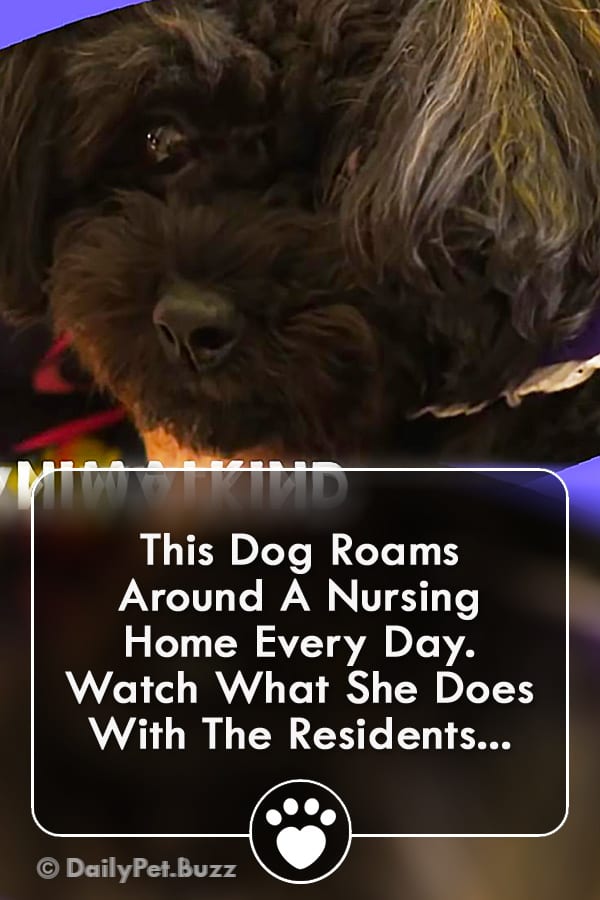 This Dog Roams Around A Nursing Home Every Day. Watch What She Does With The Residents...