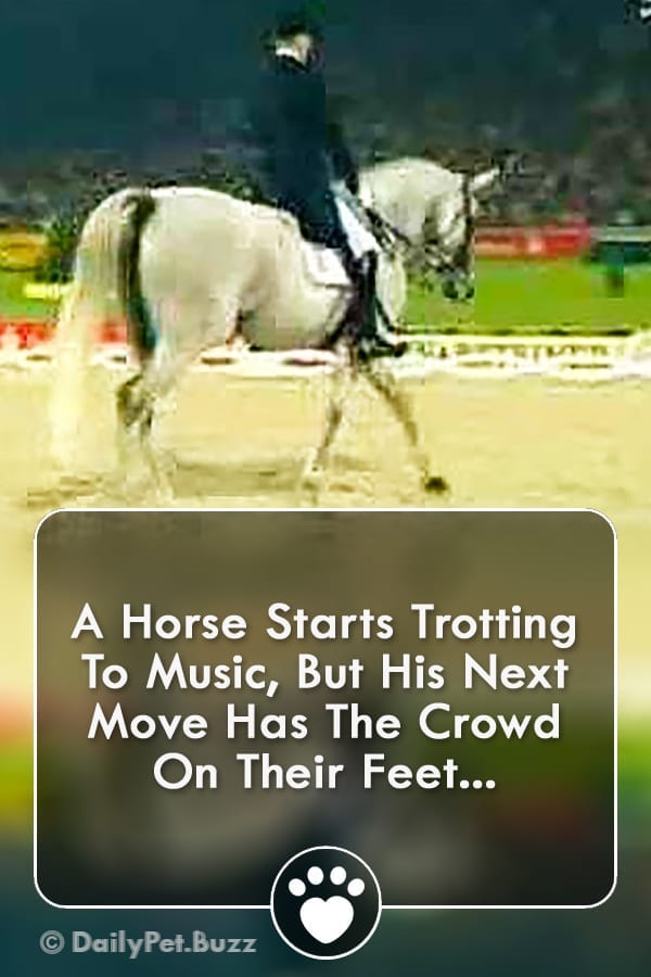 A Horse Starts Trotting To Music, But His Next Move Has The Crowd On Their Feet...