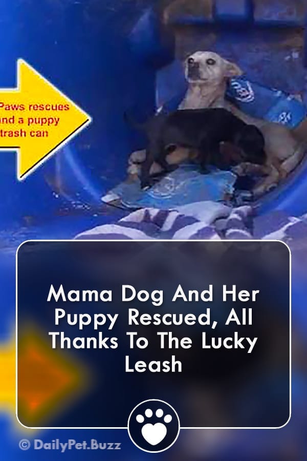 Mama Dog And Her Puppy Rescued, All Thanks To The Lucky Leash
