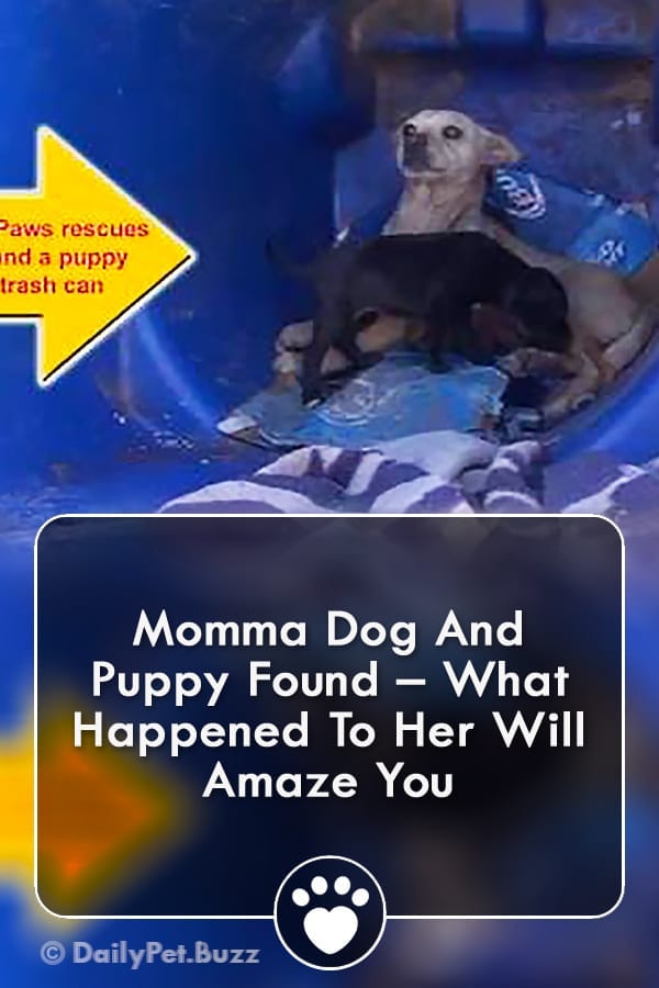 Momma Dog And Puppy Found – What Happened To Her Will Amaze You