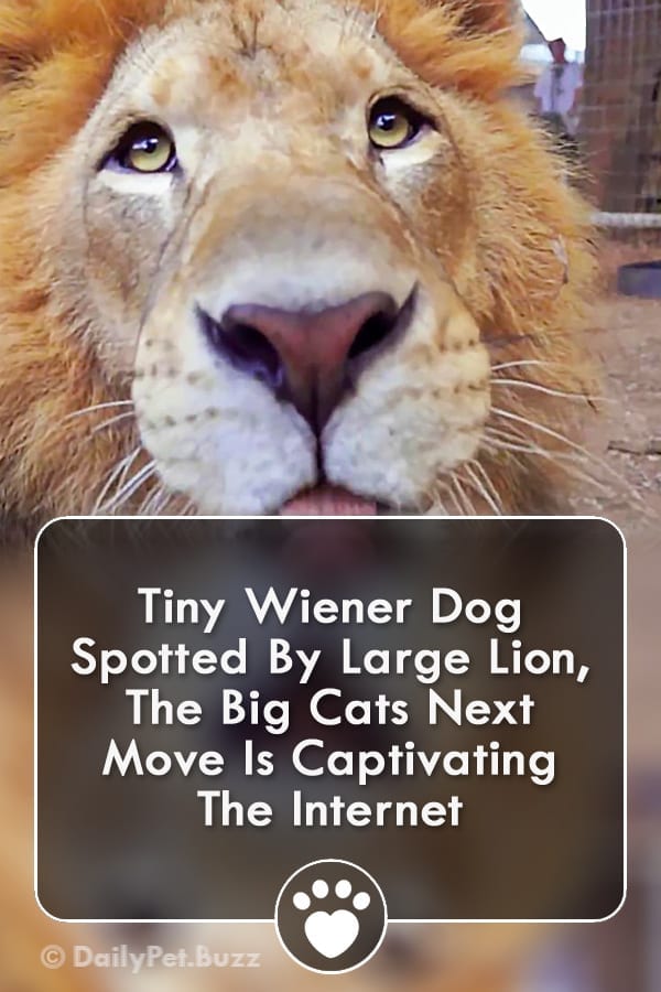 Tiny Wiener Dog Spotted By Large Lion, The Big Cats Next Move Is Captivating The Internet